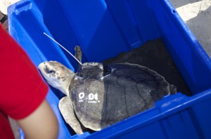 Sea turtle release01