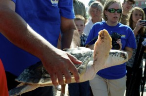 Sea turtle release02